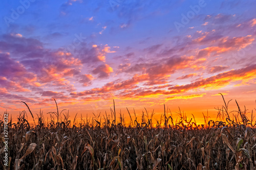 Vibrant Autumn Harvest - Corn stalks are silhouetted by a beautiful, vibrant sunset in the American Midwest.