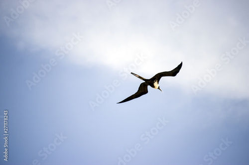 Canvastavla volar