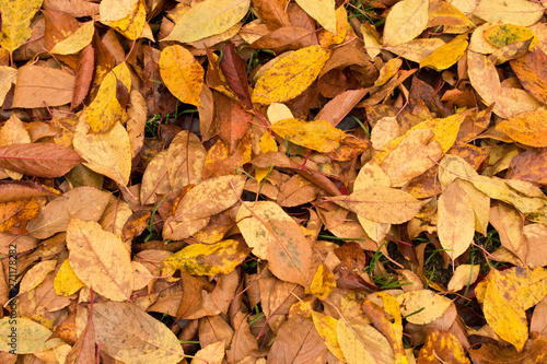 A lot of yellowed leaves on the ground. Background of fallen leaves. The concept of the onset of autumn
