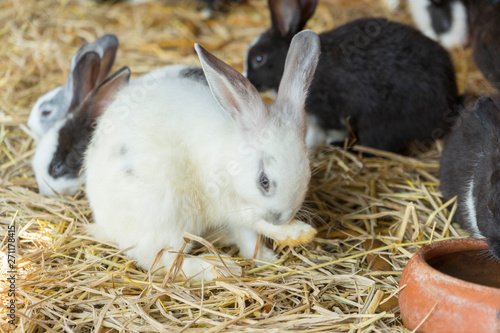 New Zealand Rabbit in a farm