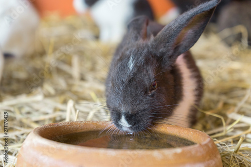 New Zealand Rabbit in a farm photo