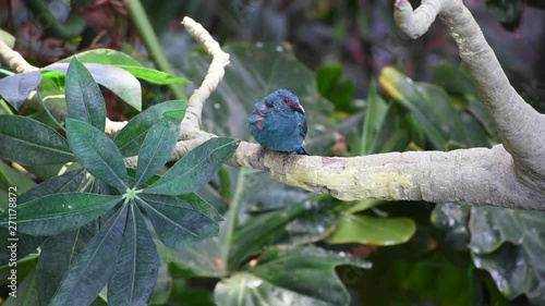 Female Asian fairy-bluebird (Irena puella) perched on a tree in the rainforest before flying away in Thailand.  photo