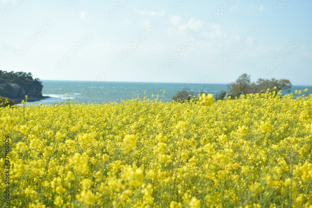 菜の花畑