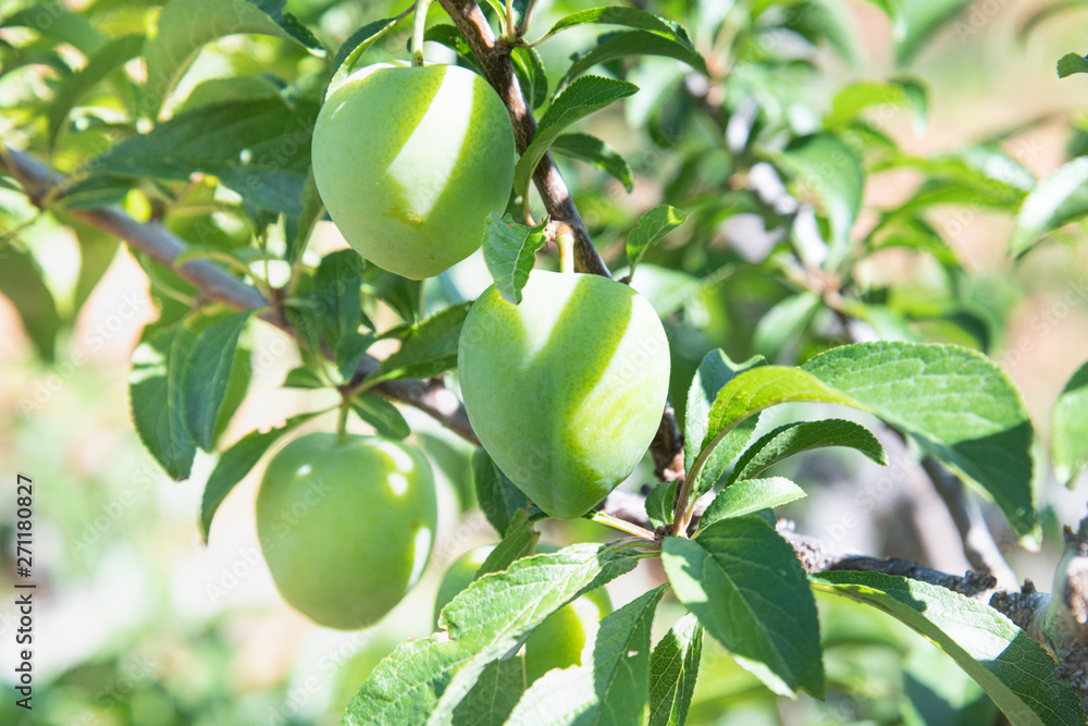 Green Peach On The Tree In Nature. Close up green peach