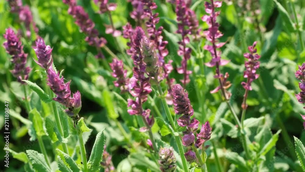 Medicinal aromatic grass sage blooms sunny summer day Medicinal aromatic grass sage blooms sunny summer day