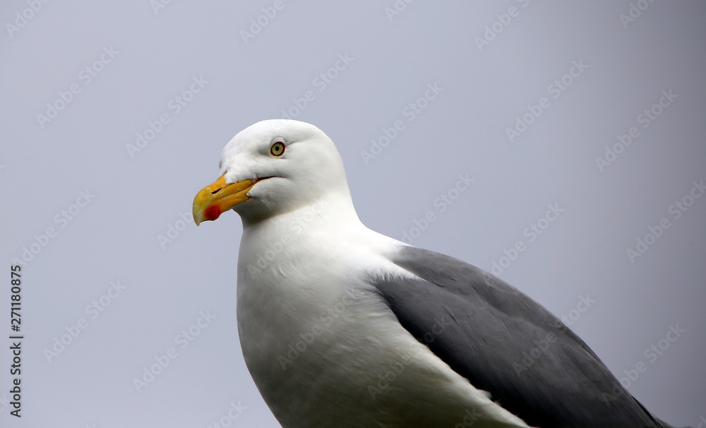 Herring Gull, Larus argentatus, East Frisia, Lower Saxony, Germany, Europe Herring Gull, Larus argentatus, East Frisia, Lower Saxony, Germany, Europe