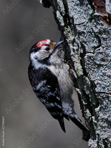 Lesser spotted woodpecker (Dryobates minor)