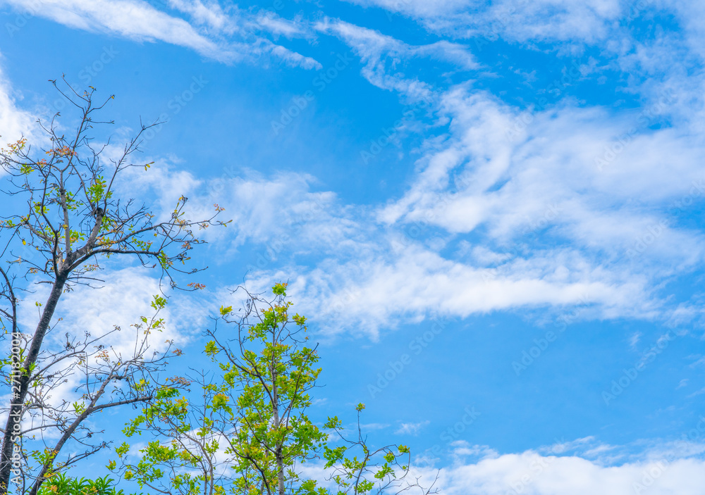 Tree Natural with blue clouds sky and green leaves 