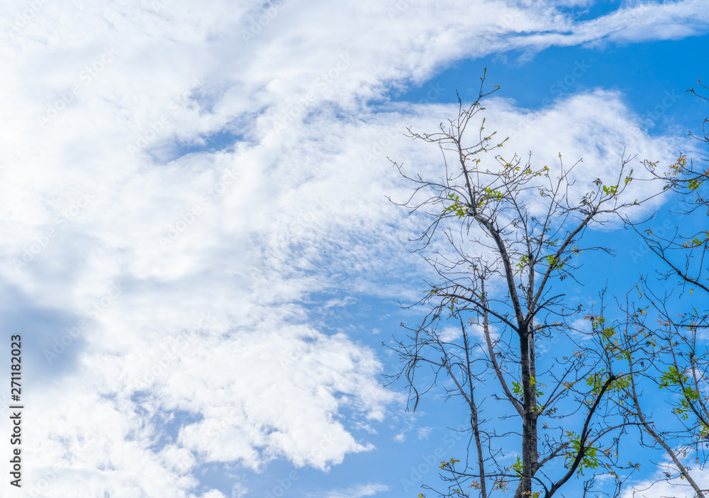 Tree Natural with blue clouds sky and green leaves Tree Natural with blue clouds sky and green leaves
