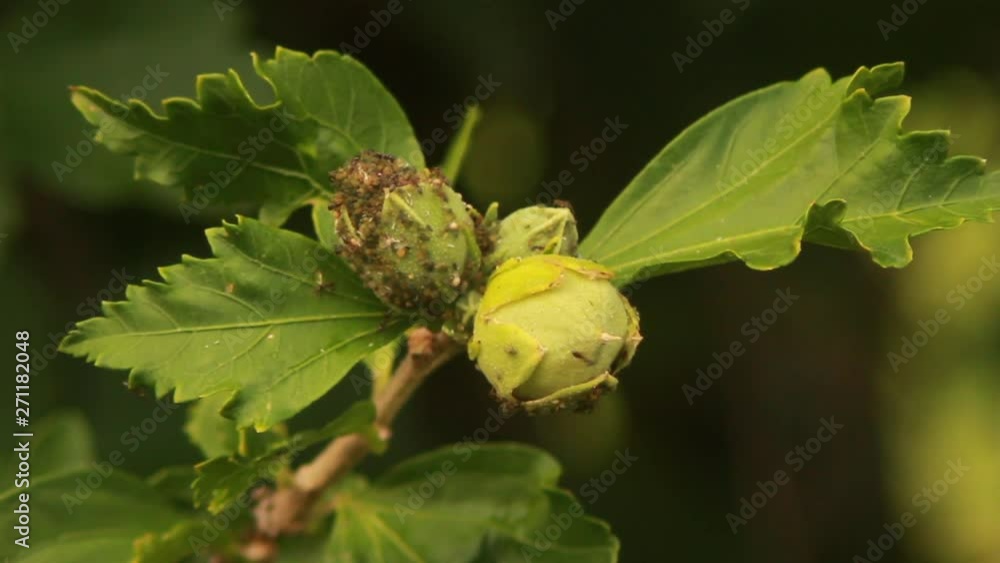 Ants crawling on an blooming flower in spring Ants crawling on an blooming flower in spring