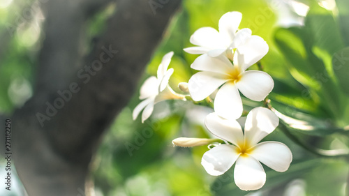 Tropical flowers frangipani (Plumeria) . Beautiful white Plumeria rubra flower