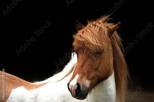 Icelandic horse in the wind