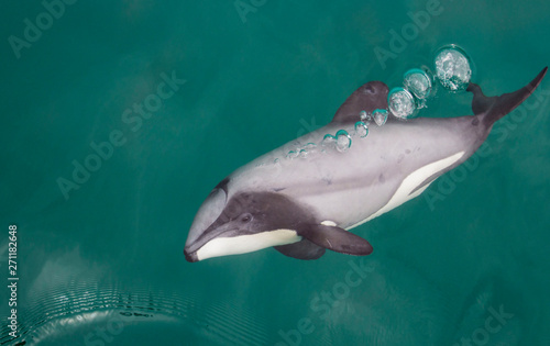 Bubbly hector dolphin encounter