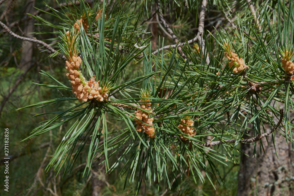 nature branches of coniferous trees in the forest nature branches of coniferous trees in the forest
