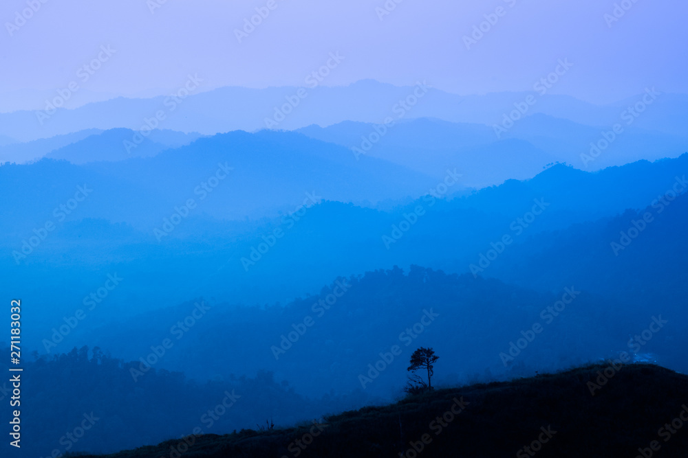 The landscape of foggy autumn forest valley, mystical valley background. Pine trees silhouettes in a morning fog, blue colors