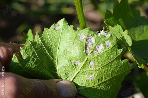 Foto Manifestations of mildew on a grape leaf
