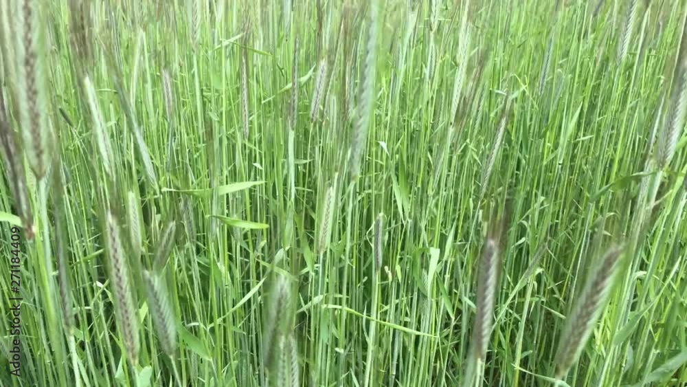 field of rye on sunny day field of rye on sunny day
