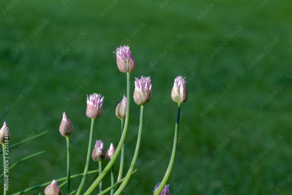 Close up abstract view of allium flowers (chives) Close up abstract view of allium flowers (chives)