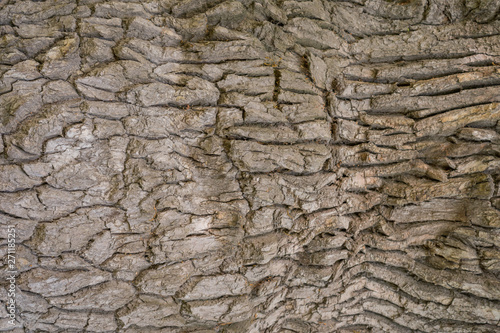 oak bark dark gray natural texture