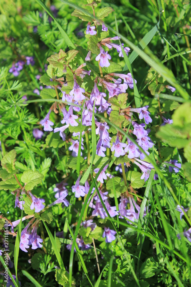 little blue wild flowers in the green grass little blue wild flowers in the green grass