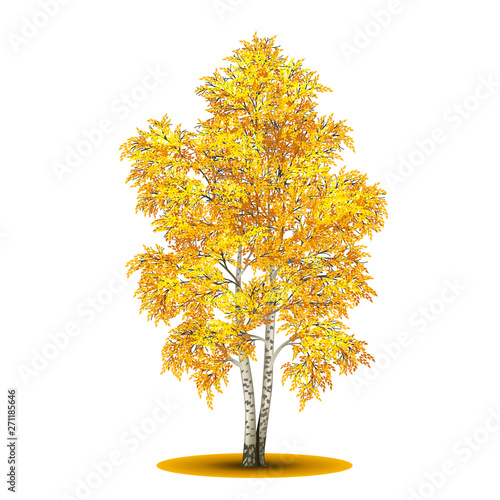 detached tree birch with yellow leaves