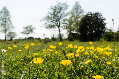 Blossom yellow Buttercups closeup in a green landscape