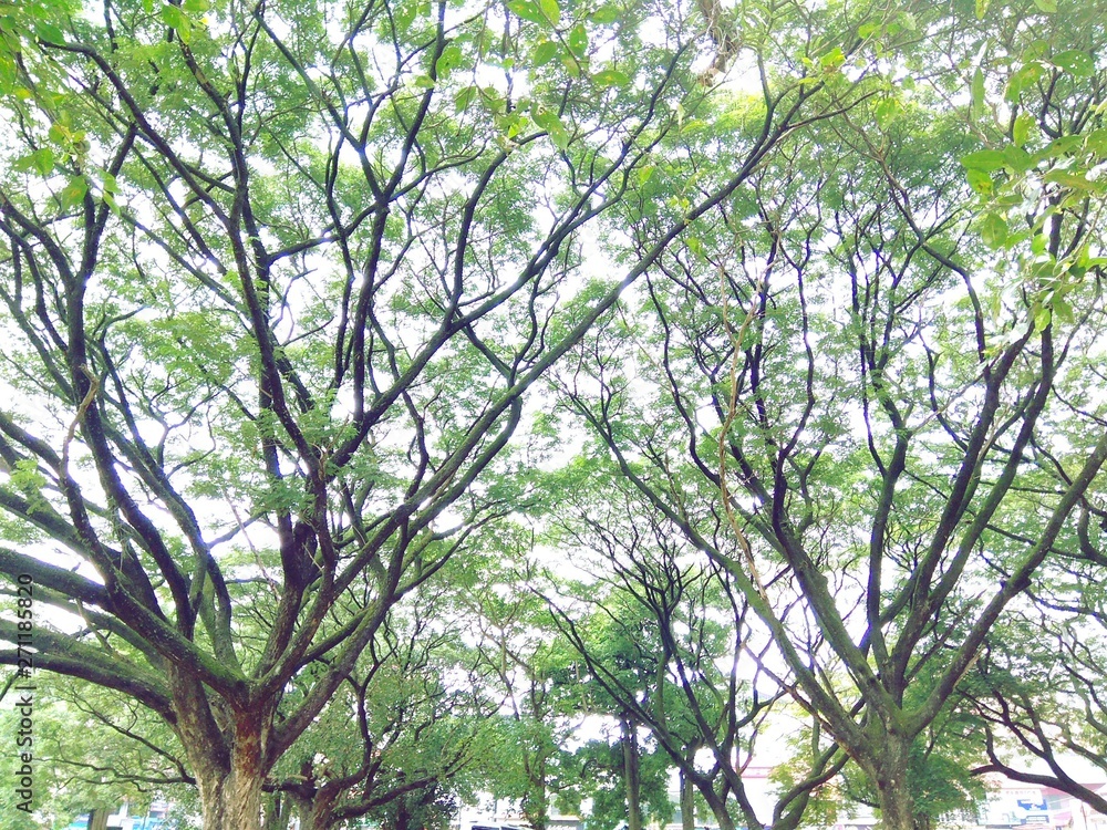 Fototapeta premium Car under the shades of tree