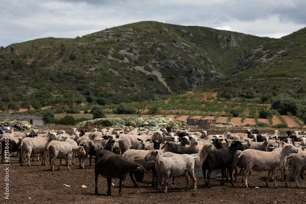 Fototapeta premium Flock of sheep in the field