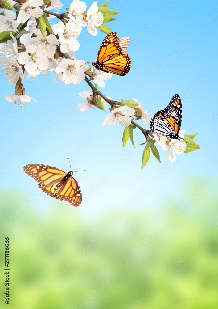Naklejka Flowers of cherry and monarch butterflies