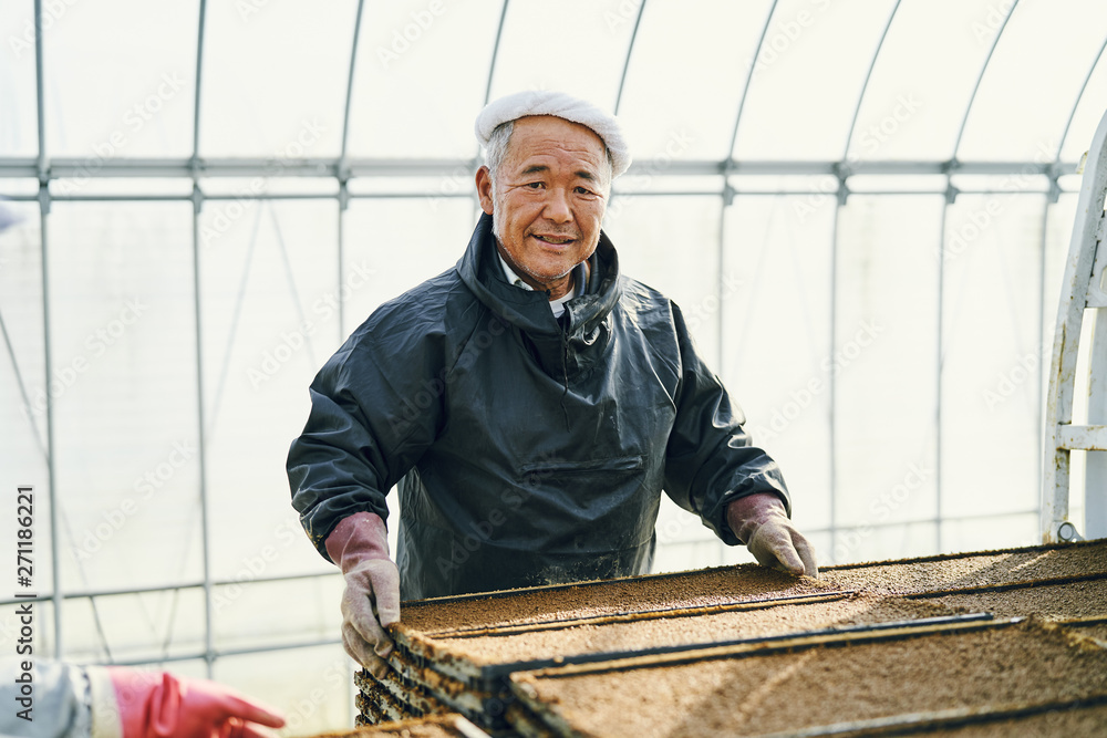Portrait of senior man arranging sown boxes in plastic house Portrait of senior man arranging sown boxes in plastic house