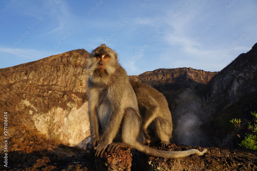 Two monkeys in a mountain area