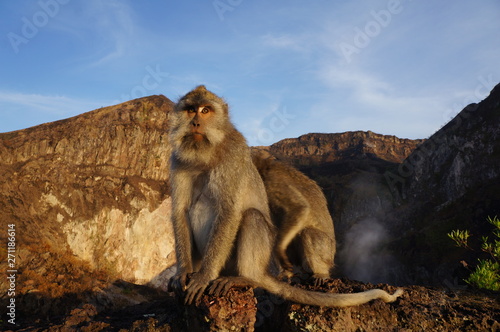 Two monkeys in a mountain area © Svetlana