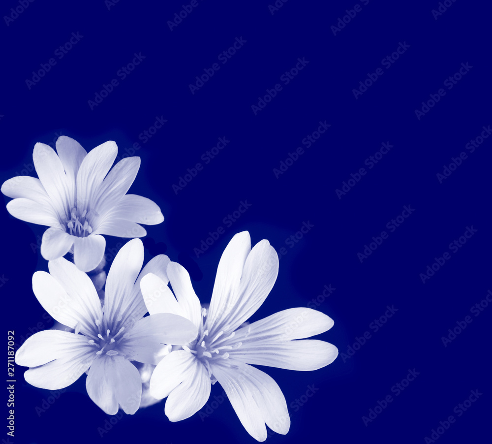 Monochrome purple background with white flowers and copy space