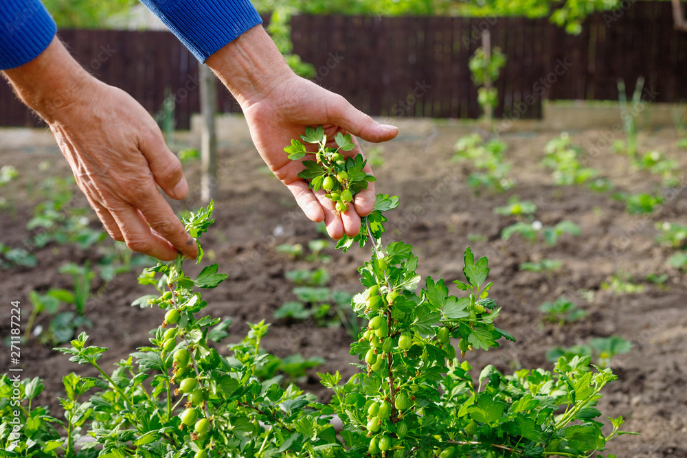 Man caring for gooseberry bush in outdoor garden.