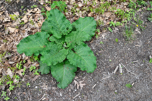 Tablou canvas Green leaves of burdock growing near the road.