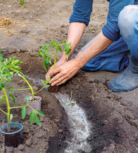 Man farmer planting tomato seedlings in garden outdoors.