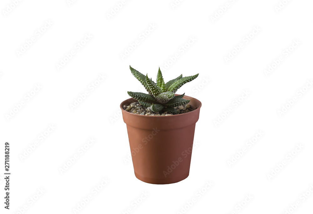 succulent in a pot on the table succulent in a pot on the table
