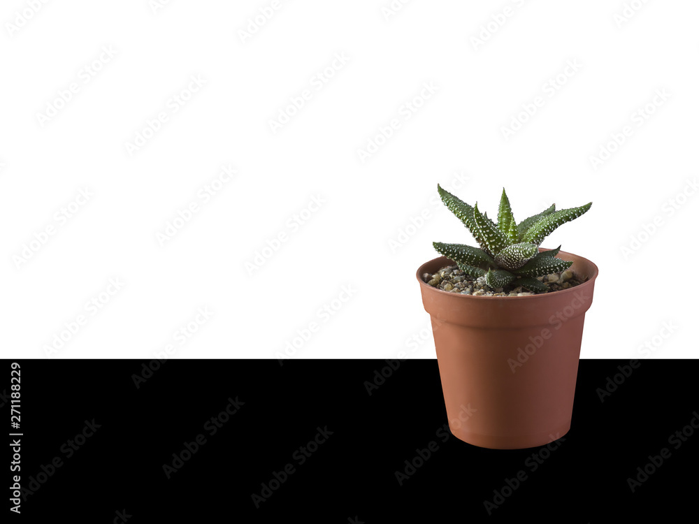 succulent in a pot on the table succulent in a pot on the table