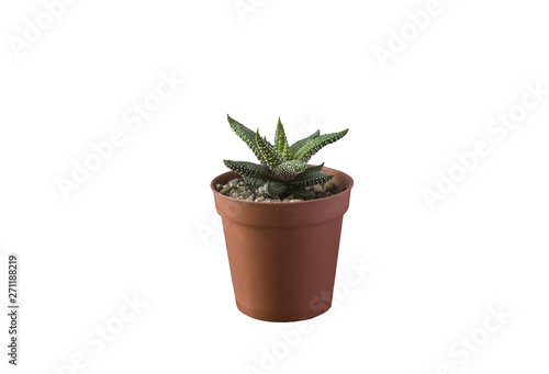 succulent in a pot on the table