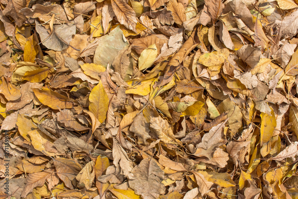 Autumn leaf on green grass