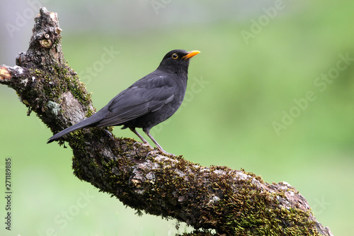 Common blackbird, Turdus merula, bird photo