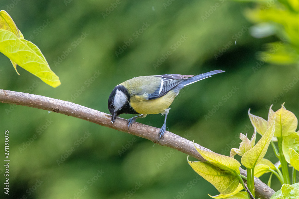 Obraz premium blue tit on a branch