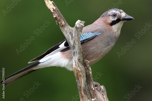 Jay, Garrulus glandarius, c...