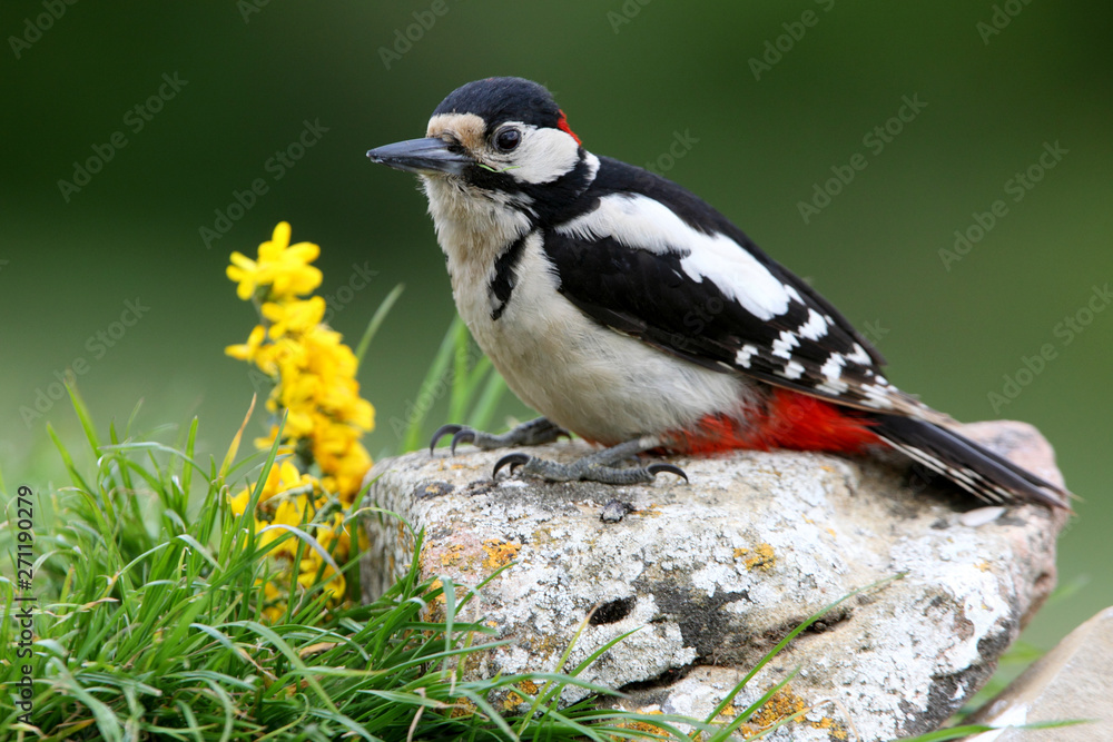Male of Great spotted woodpecker, Dendrocopos major, Male of Great spotted woodpecker, Dendrocopos major,