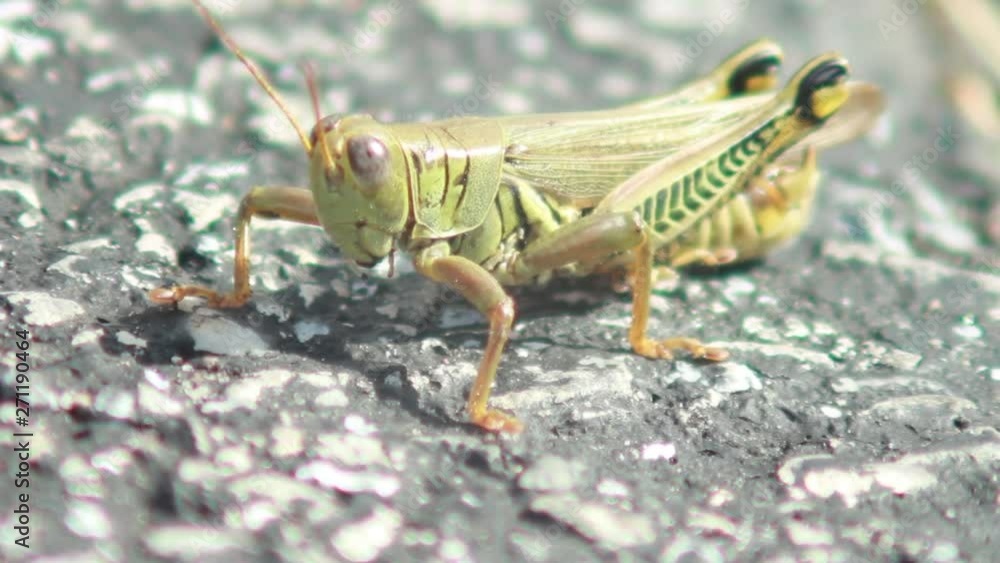 close up of grasshopper grooming close up of grasshopper grooming