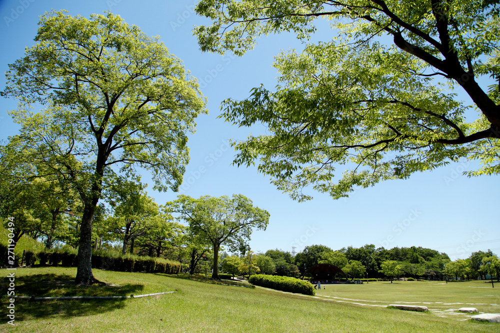 Fototapeta premium 新緑 公園 広場 芝生広場 緑地公園 緑地