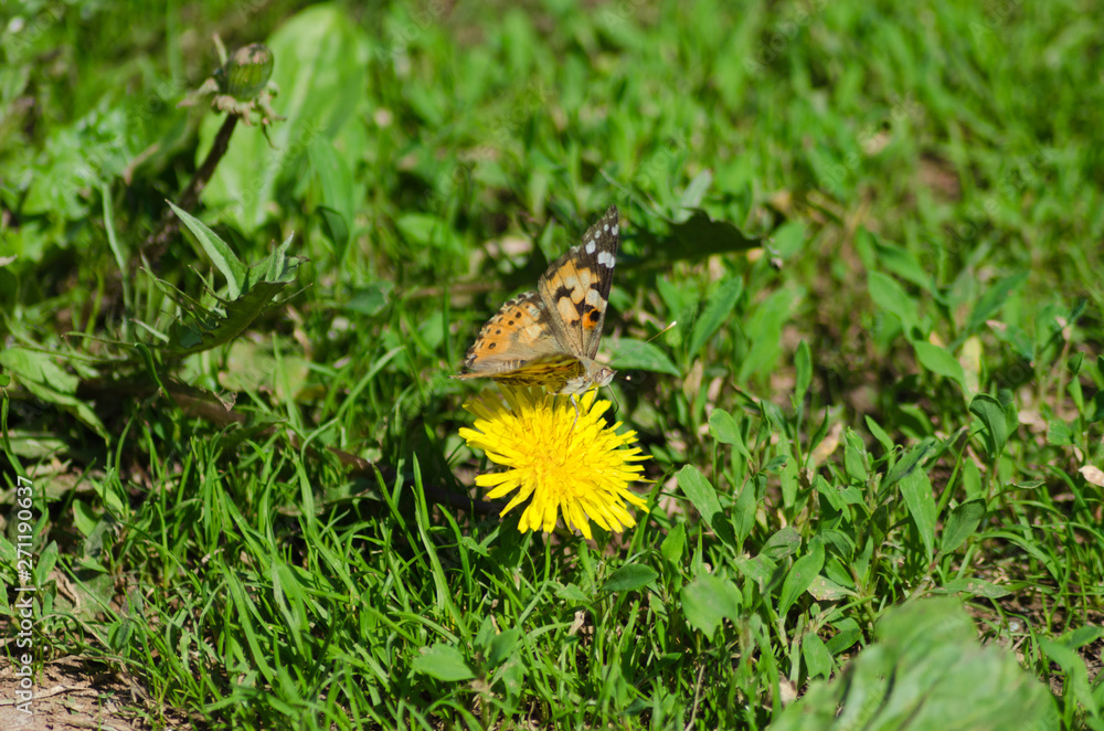 painted lady on the flower, Cynthia painted lady on the flower, Cynthia