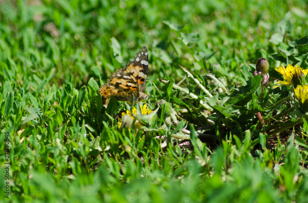 painted lady on the flower, Cynthia painted lady on the flower, Cynthia