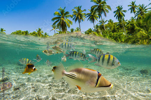 Underwater Scene With Reef And Tropical Fish photo