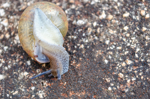 Shell Snail Turning Over  photo